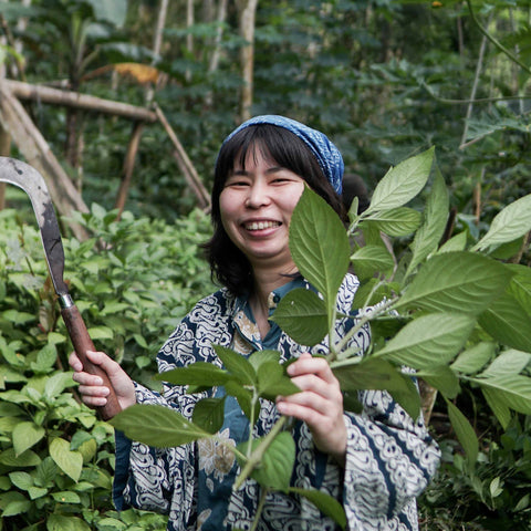 Harvesting Indigo leaves in Jlamprang Village, Central Java, Indonesia